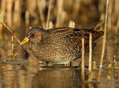 Spotted Crake