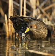 Spotted Crake