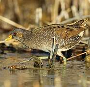 Spotted Crake