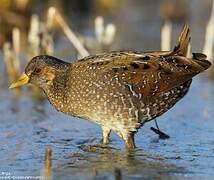 Spotted Crake