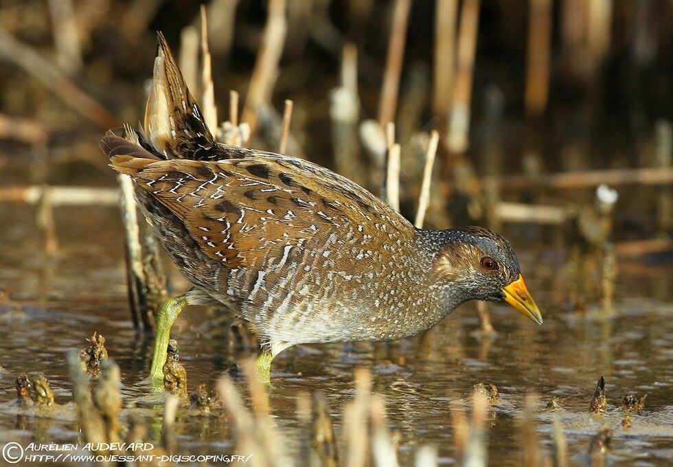 Spotted Crake