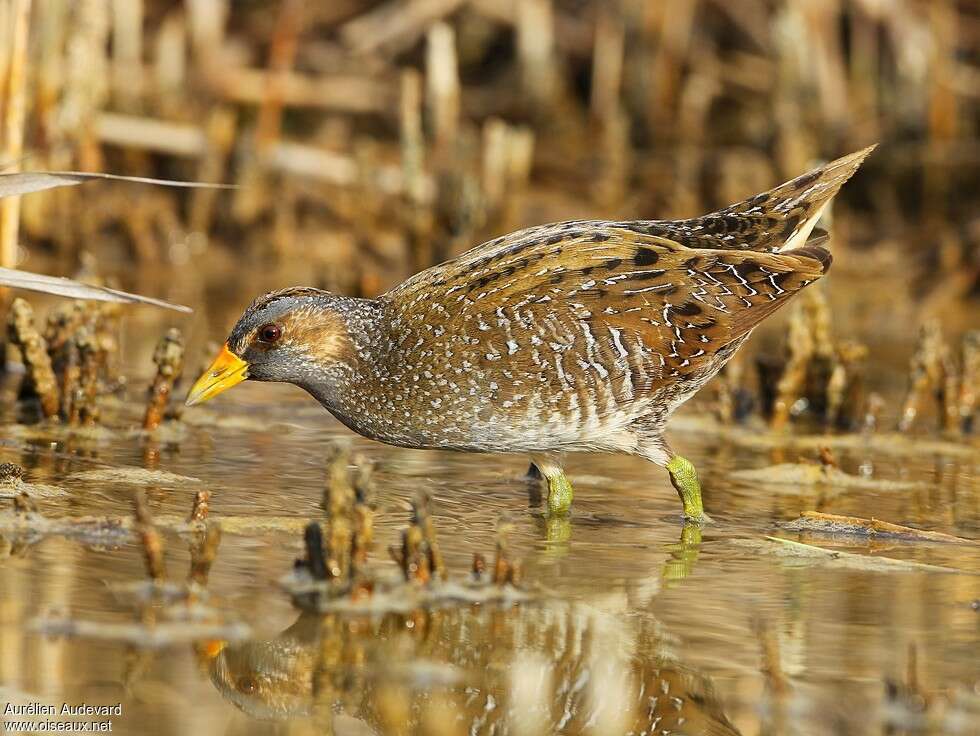 Spotted Crakeadult breeding, identification