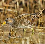 Spotted Crake