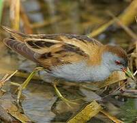 Little Crake