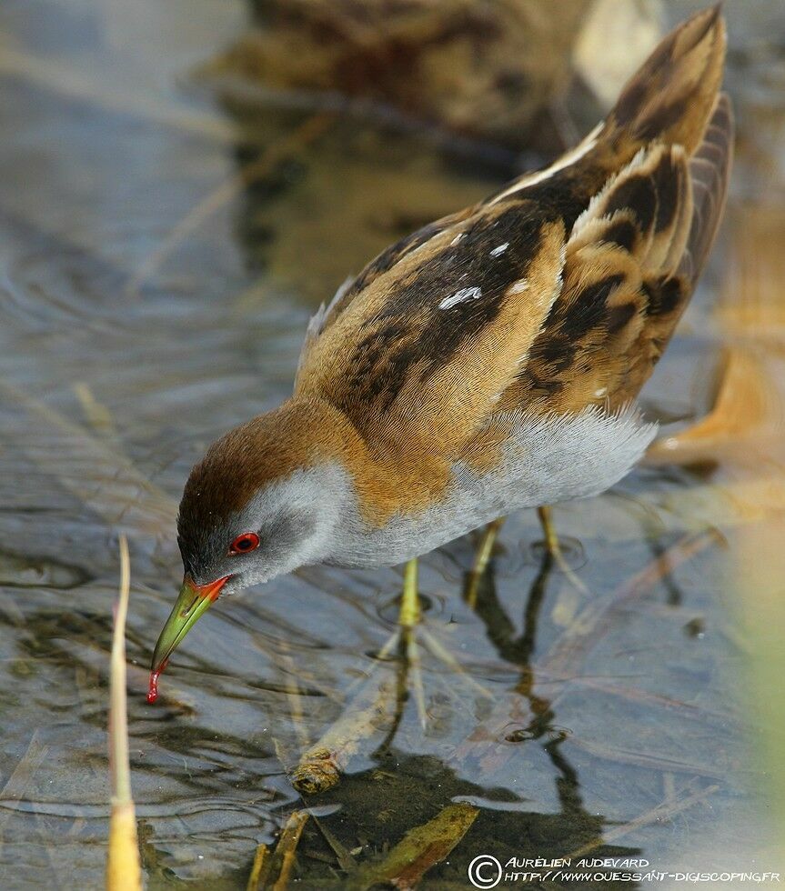 Little Crake