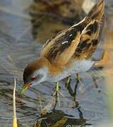 Little Crake