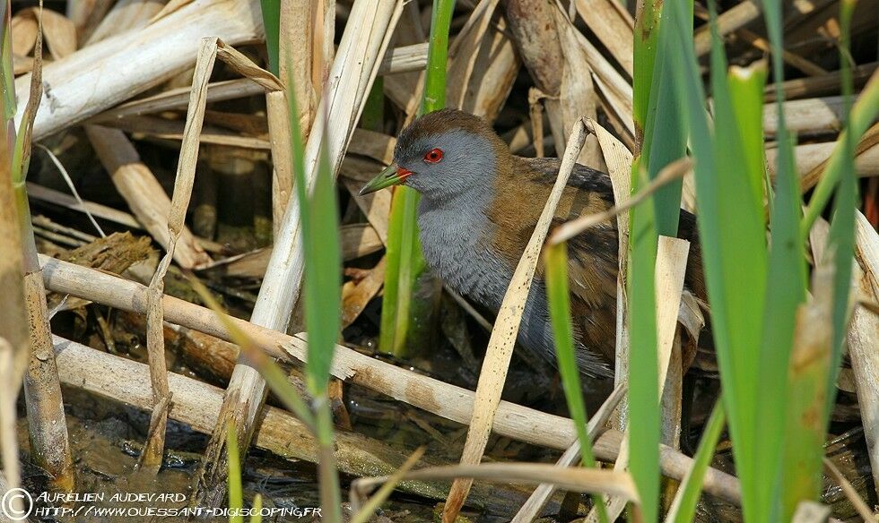 Little Crake