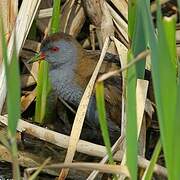 Little Crake