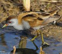 Little Crake