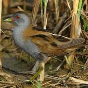 Little Crake