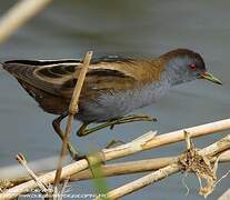 Little Crake