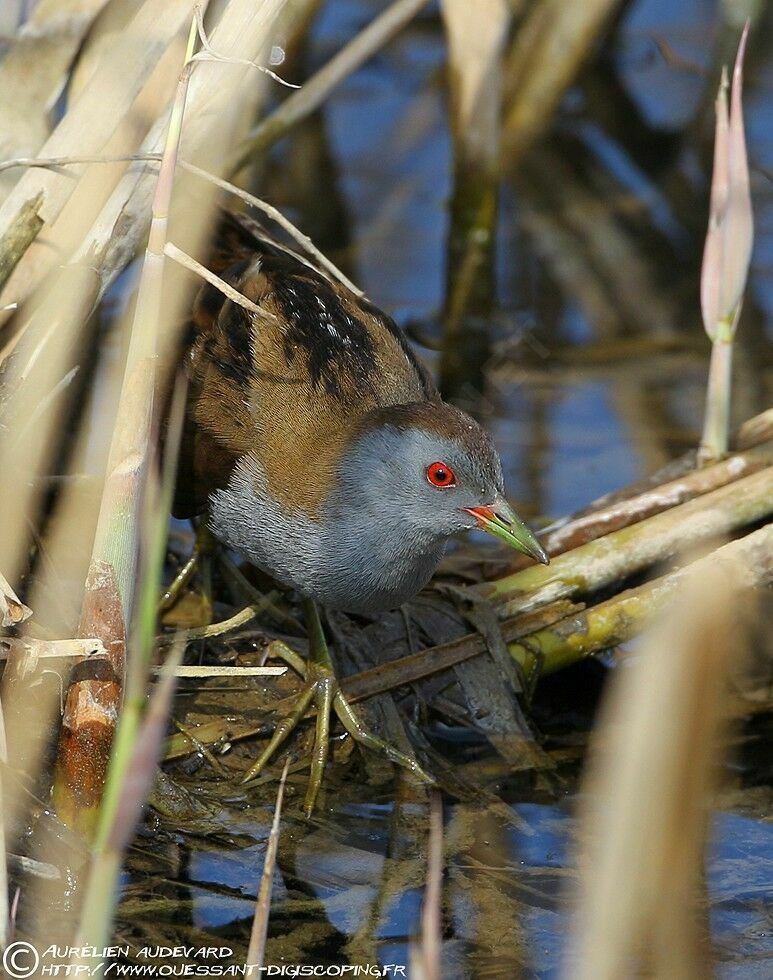 Little Crake