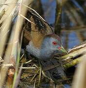 Little Crake