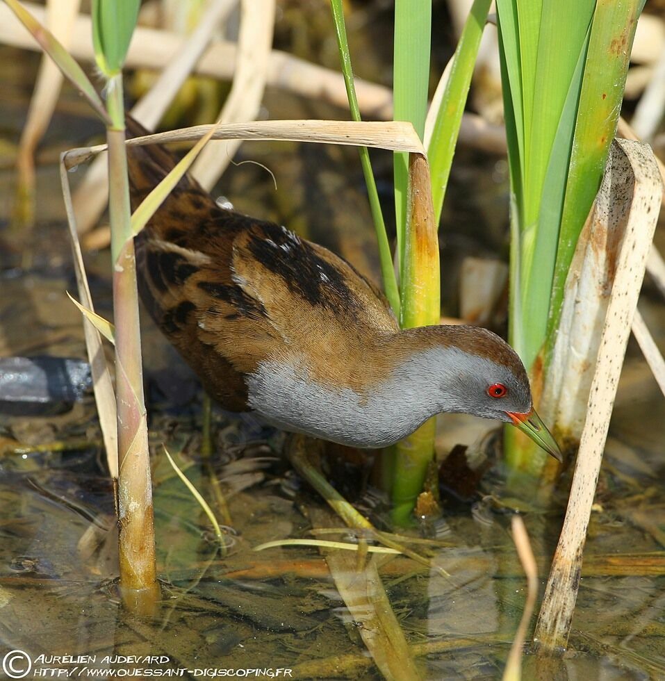 Little Crakeadult breeding