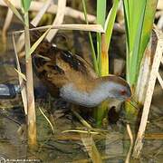 Little Crake