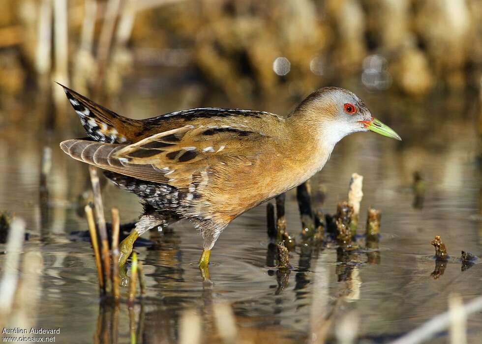 Little Crake female adult breeding, identification