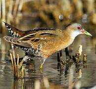 Little Crake