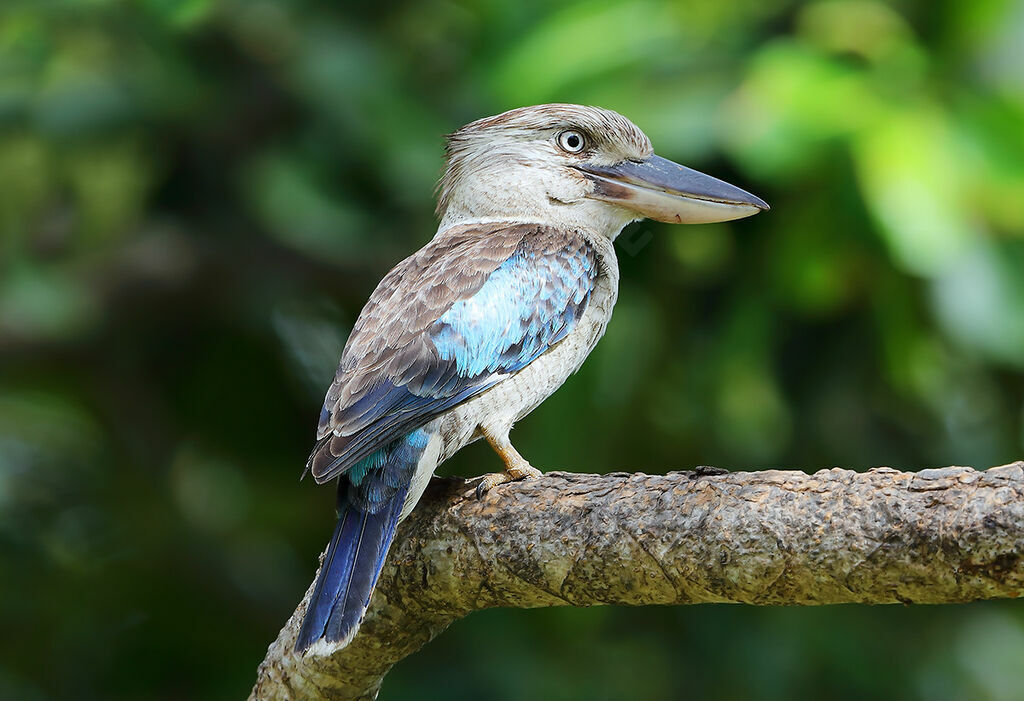 Blue-winged Kookaburra, identification