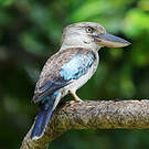 Martin-chasseur à ailes bleues