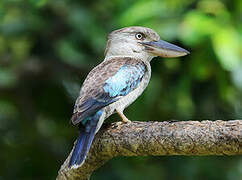 Blue-winged Kookaburra