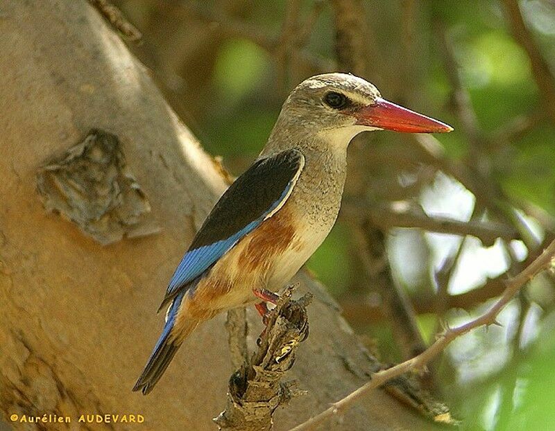 Grey-headed Kingfisher