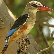 Grey-headed Kingfisher