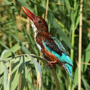 White-throated Kingfisher