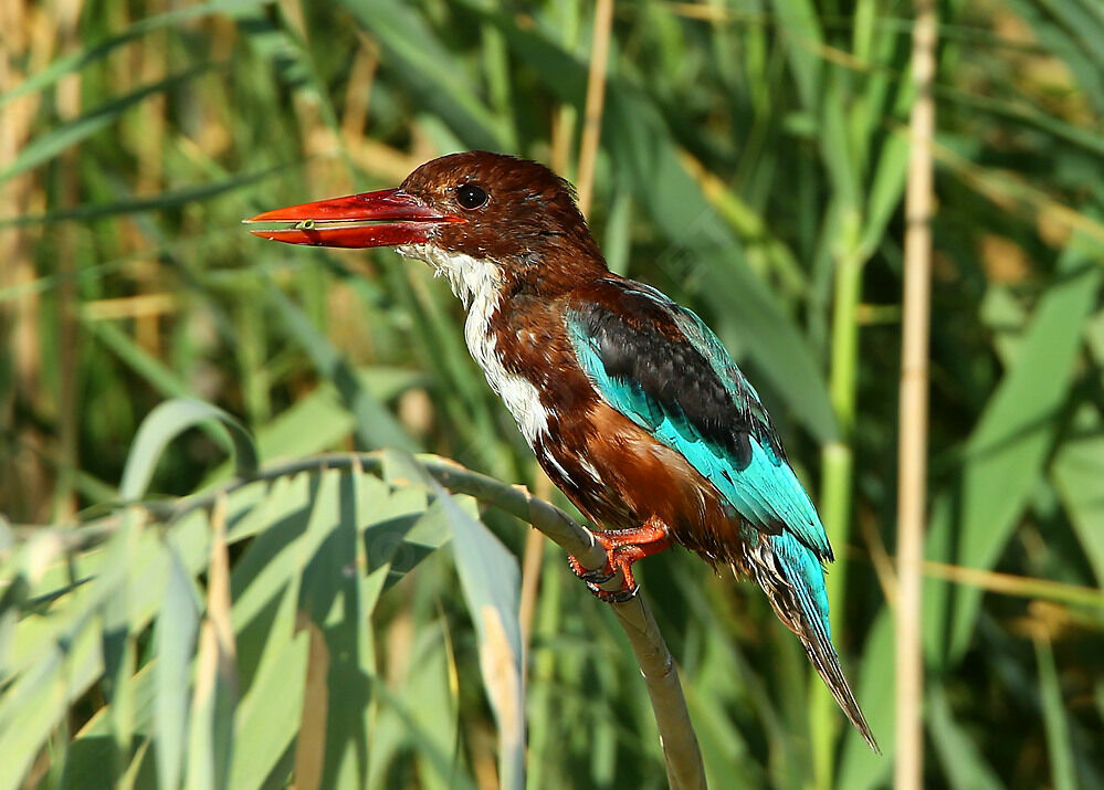 White-throated Kingfisheradult post breeding, identification