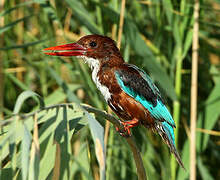 White-throated Kingfisher