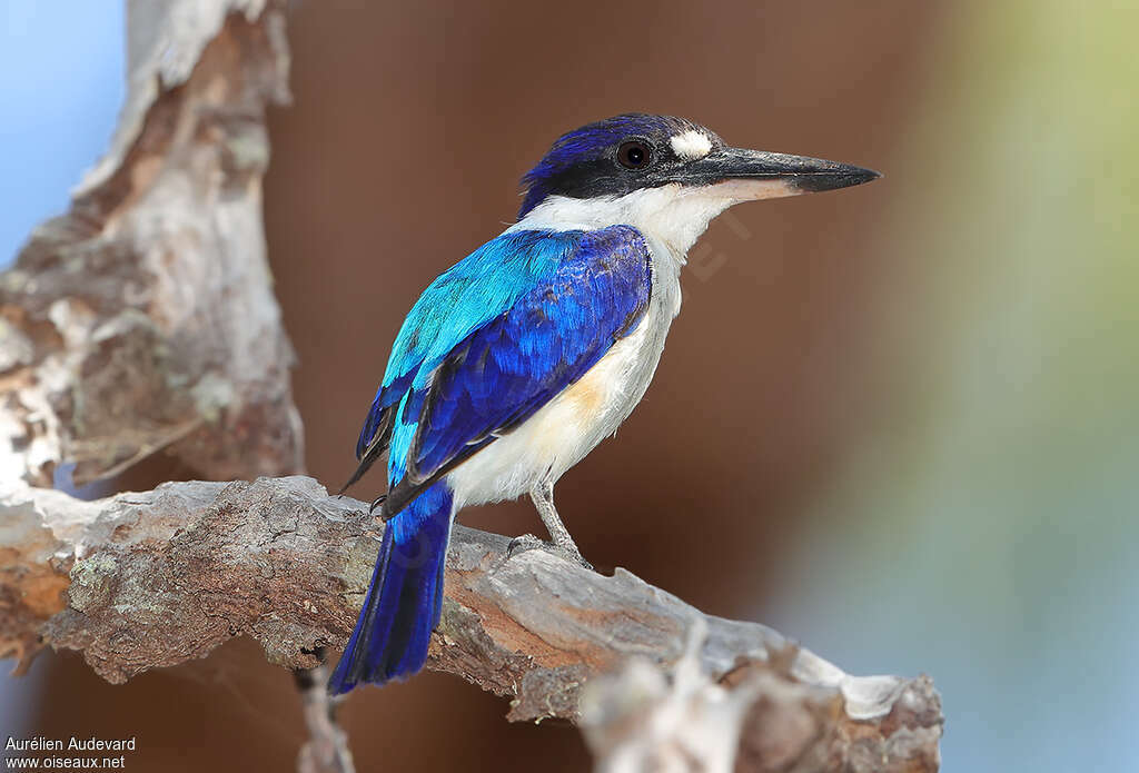 Forest Kingfisheradult, identification