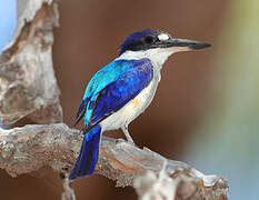 Forest Kingfisher