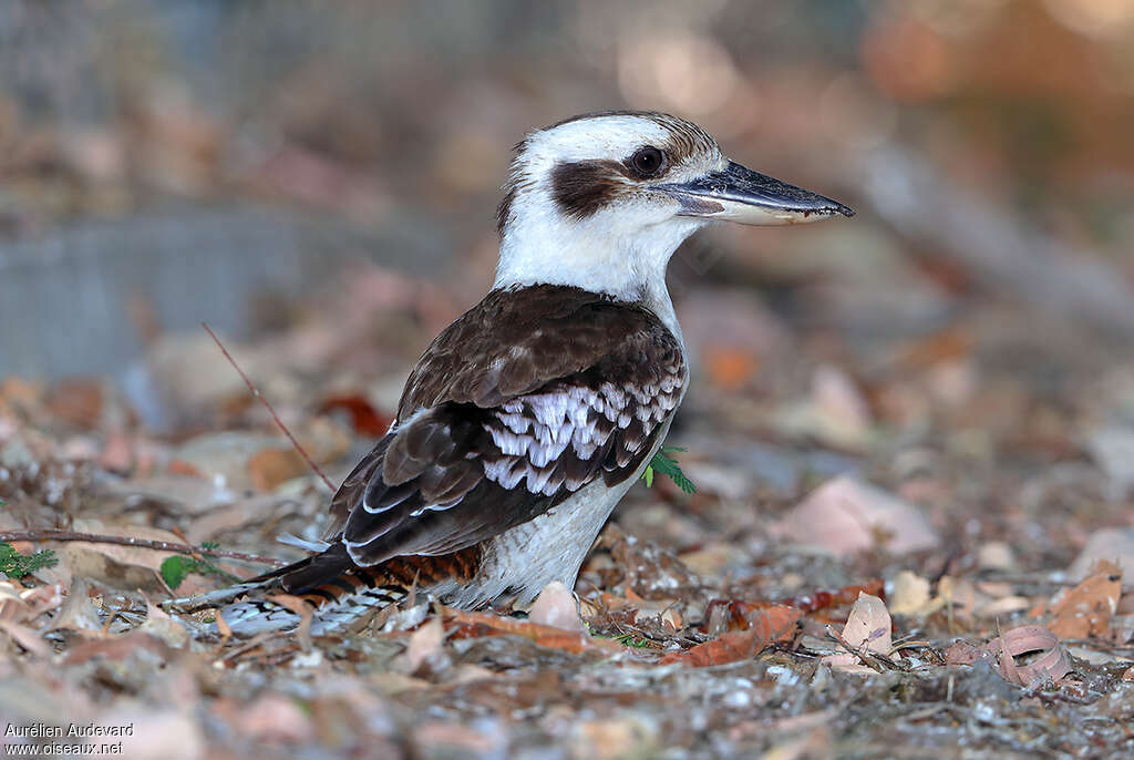 Martin-chasseur géantadulte, identification