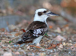 Laughing Kookaburra