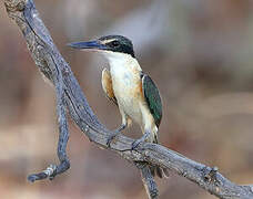 Sacred Kingfisher