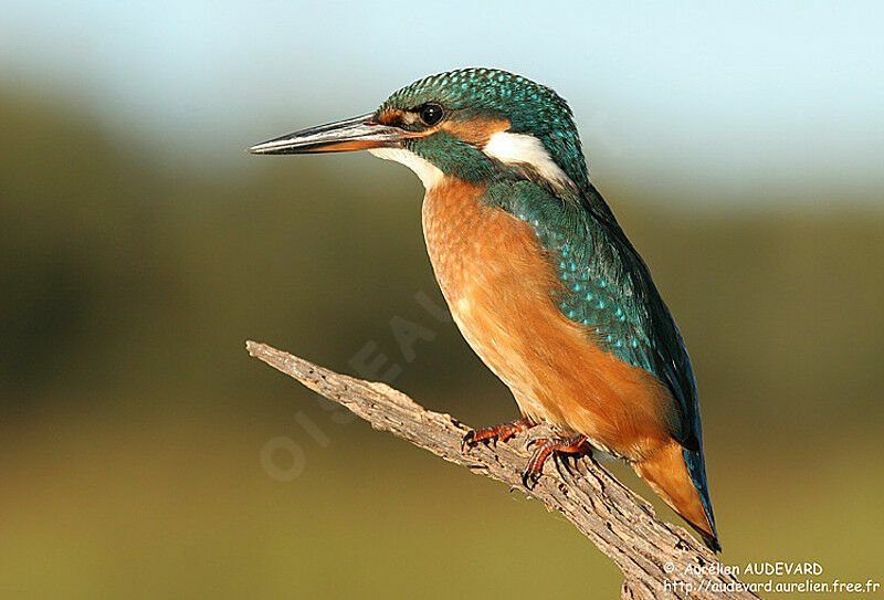 Common Kingfisher