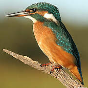 Common Kingfisher