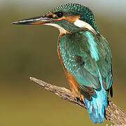 Common Kingfisher