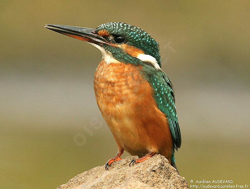 Common Kingfisher