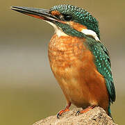 Common Kingfisher