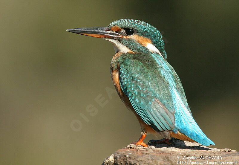 Common Kingfisher