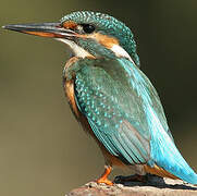 Common Kingfisher