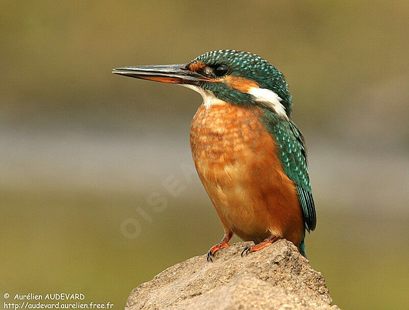 Common Kingfisher