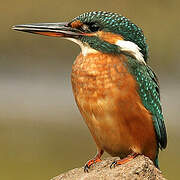 Common Kingfisher