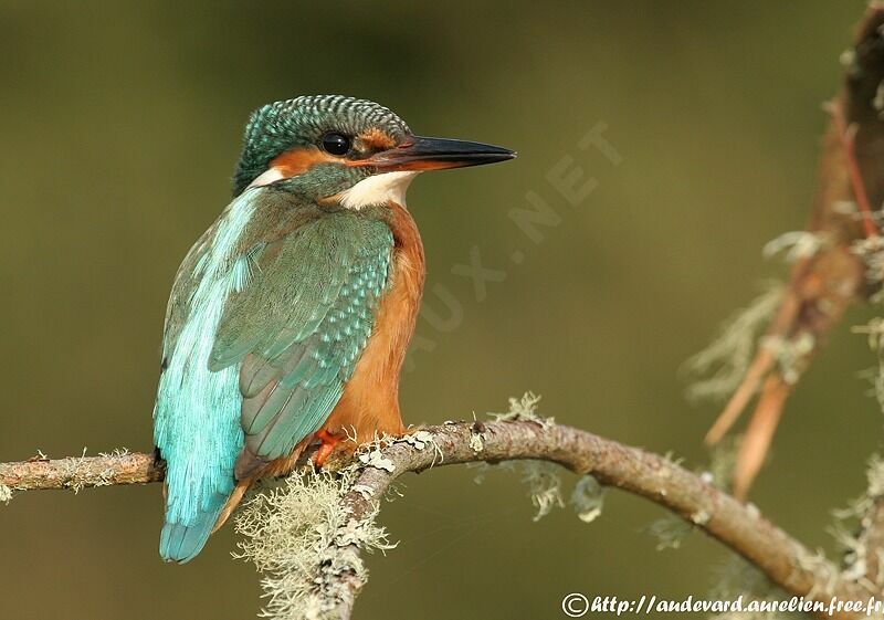 Common Kingfisher