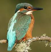 Common Kingfisher