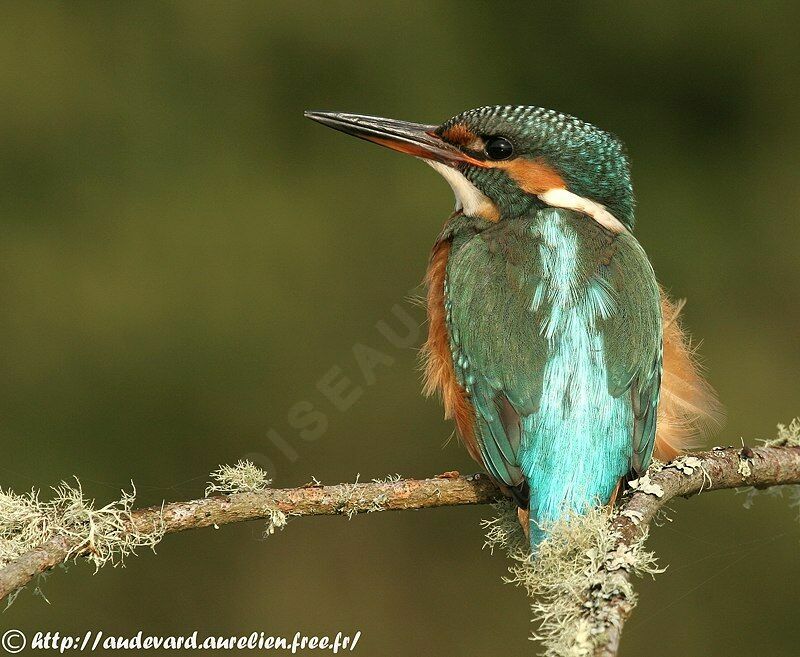 Common Kingfisher