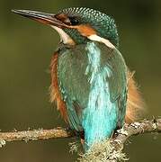 Common Kingfisher