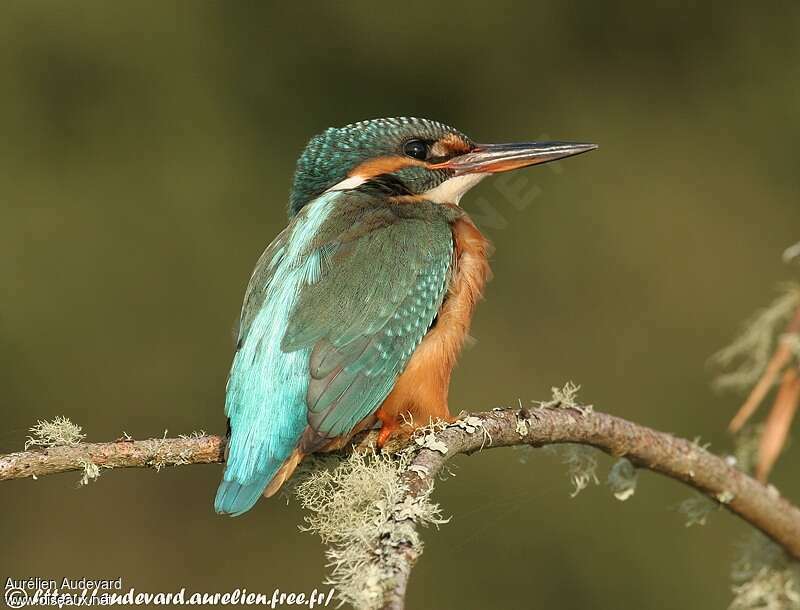 Martin-pêcheur d'Europe1ère année, identification