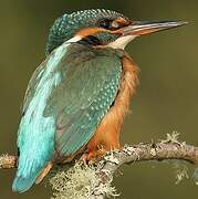 Common Kingfisher