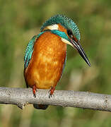 Common Kingfisher